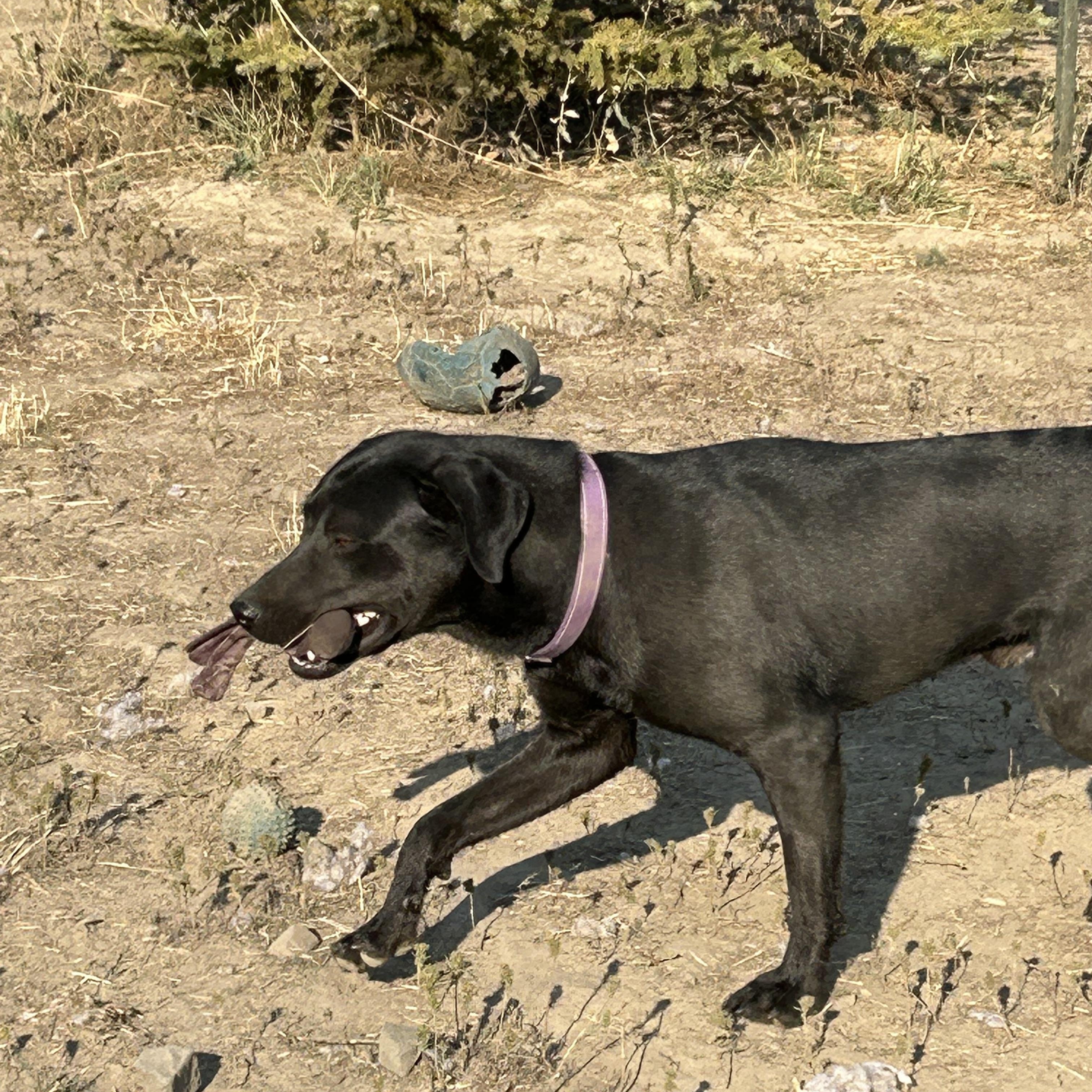 Hank, a Adoptable mixed breed image 5/5