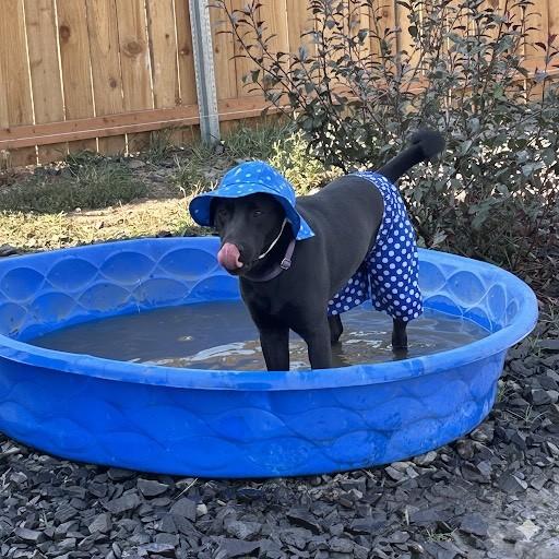 Hank, a Adoptable mixed breed image 3/5