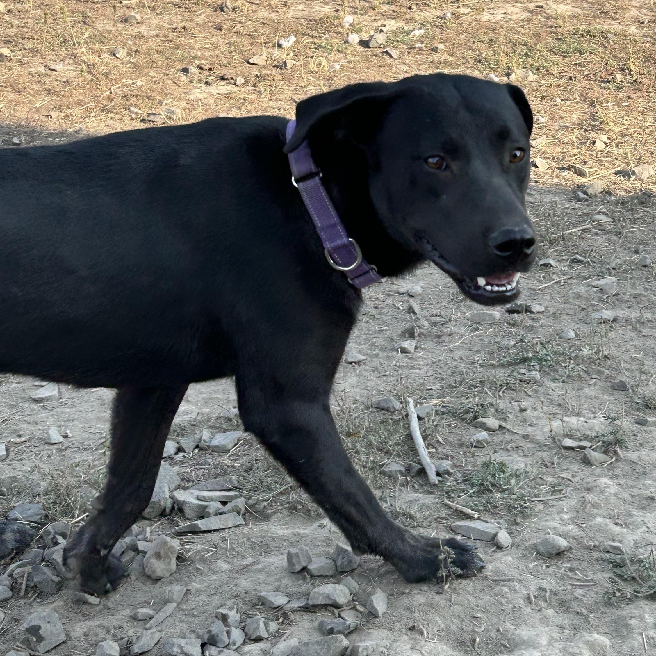 Hank, a Adoptable mixed breed image 4/5
