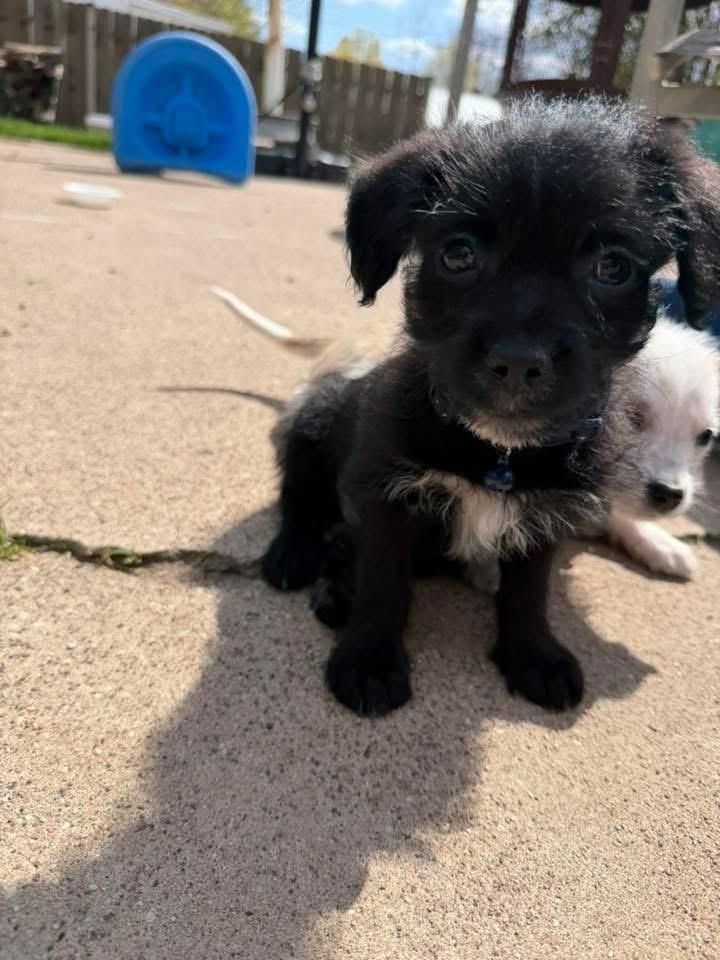 Enlarge Tux, a Adopted mixed breed in Bristol, WI image 1/6