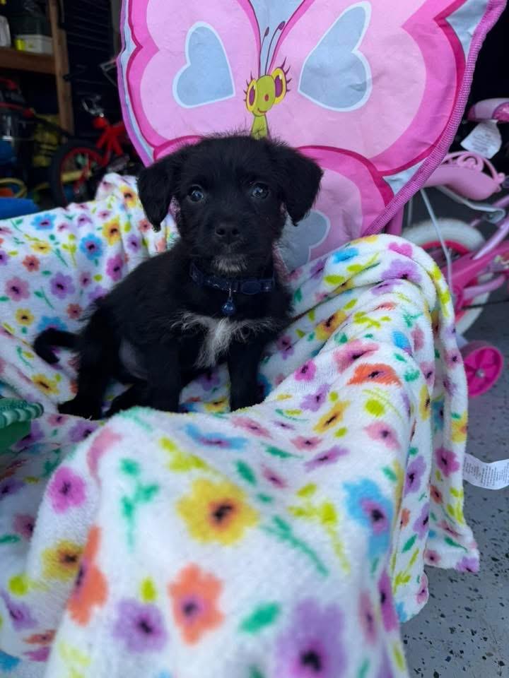 Enlarge Tux, a Adopted mixed breed in Bristol, WI image 3/6