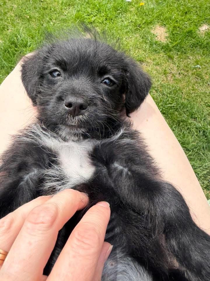Enlarge Tux, a Adopted mixed breed in Bristol, WI image 4/6