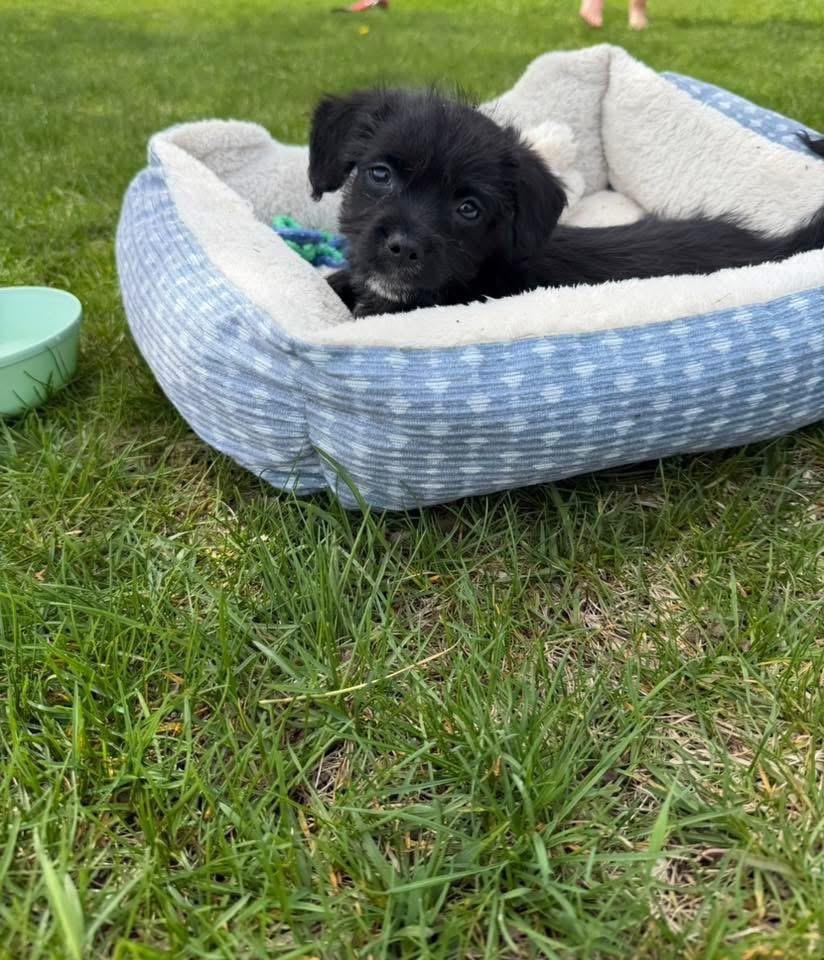 Enlarge Tux, a Adopted mixed breed in Bristol, WI image 5/6