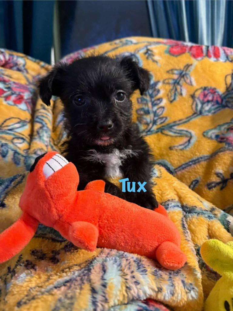 Enlarge Tux, a Adopted mixed breed in Bristol, WI image 6/6