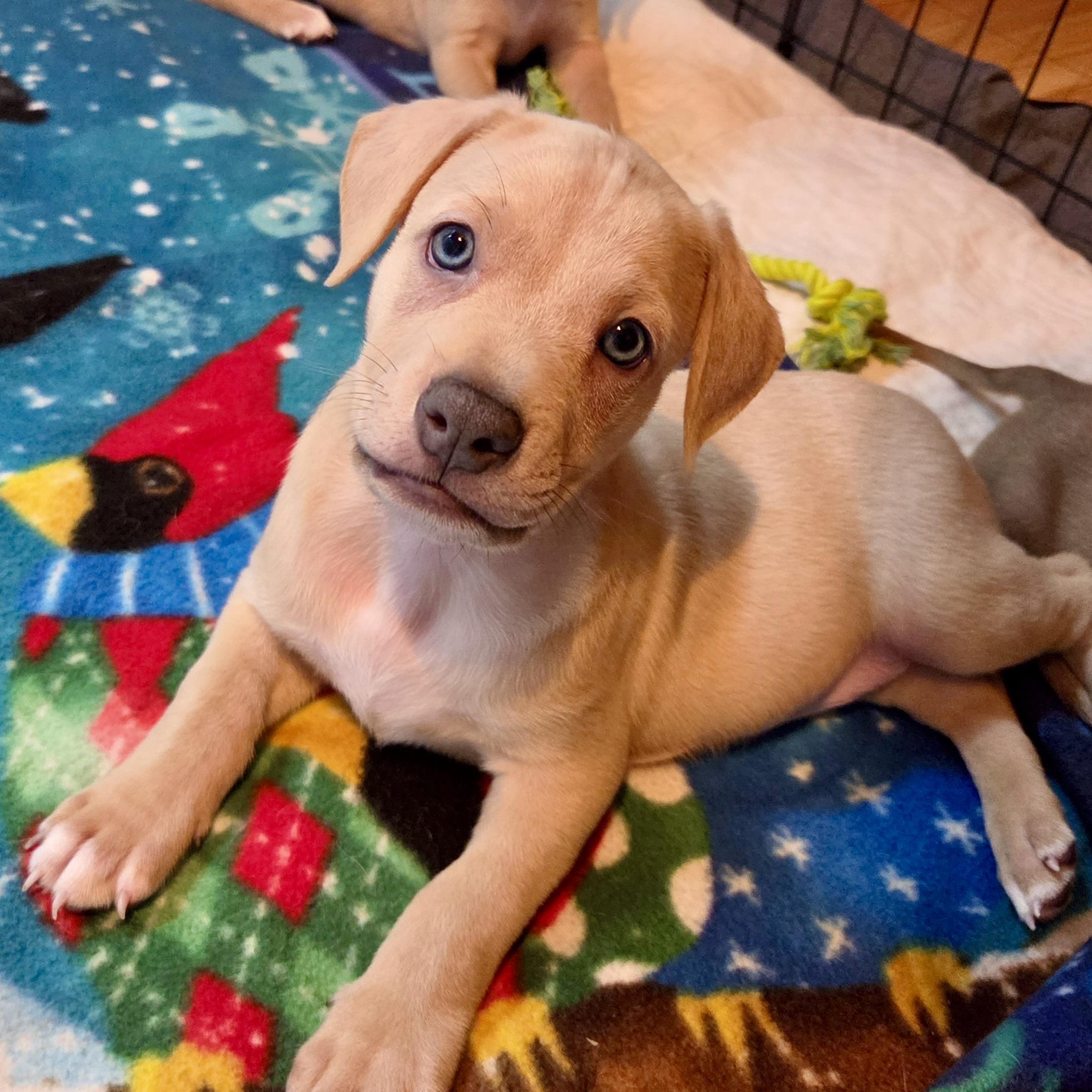 Davis Bowie, ADOPTABLE, Puppy Male Labrador Retriever & Mixed Breed.