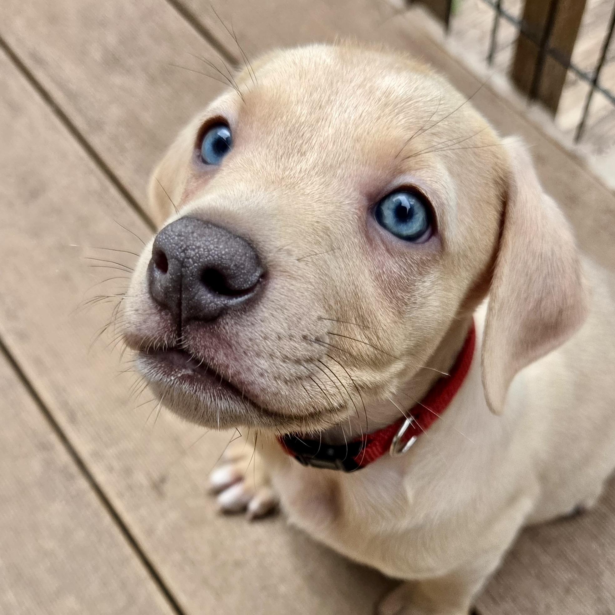 Enlarge Davis Bowie, a ADOPTABLE mixed breed in Prior Lake, MN image 4/5