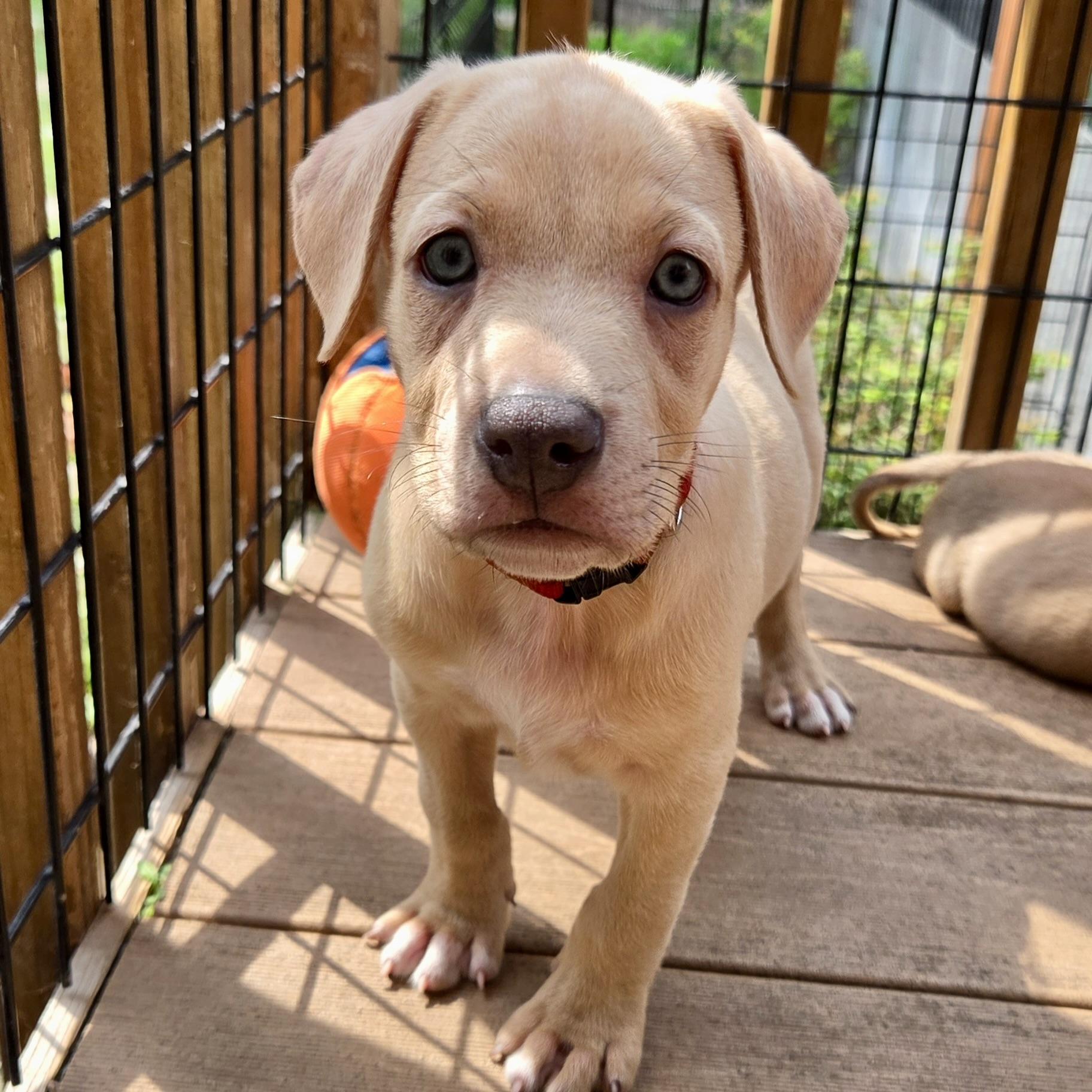 Enlarge Davis Bowie, a ADOPTABLE mixed breed in Prior Lake, MN image 3/5