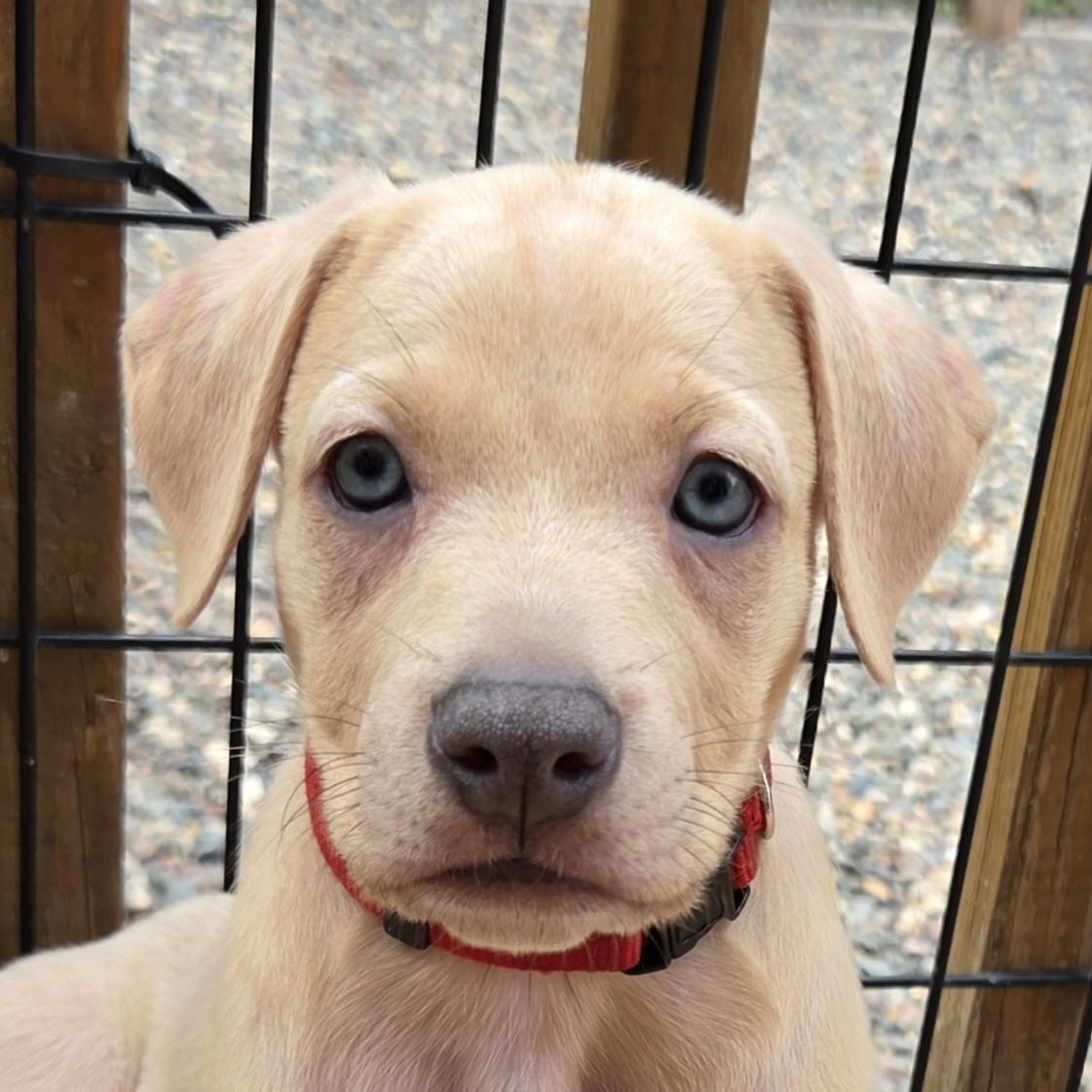 Enlarge Davis Bowie, a ADOPTABLE mixed breed in Prior Lake, MN image 2/5