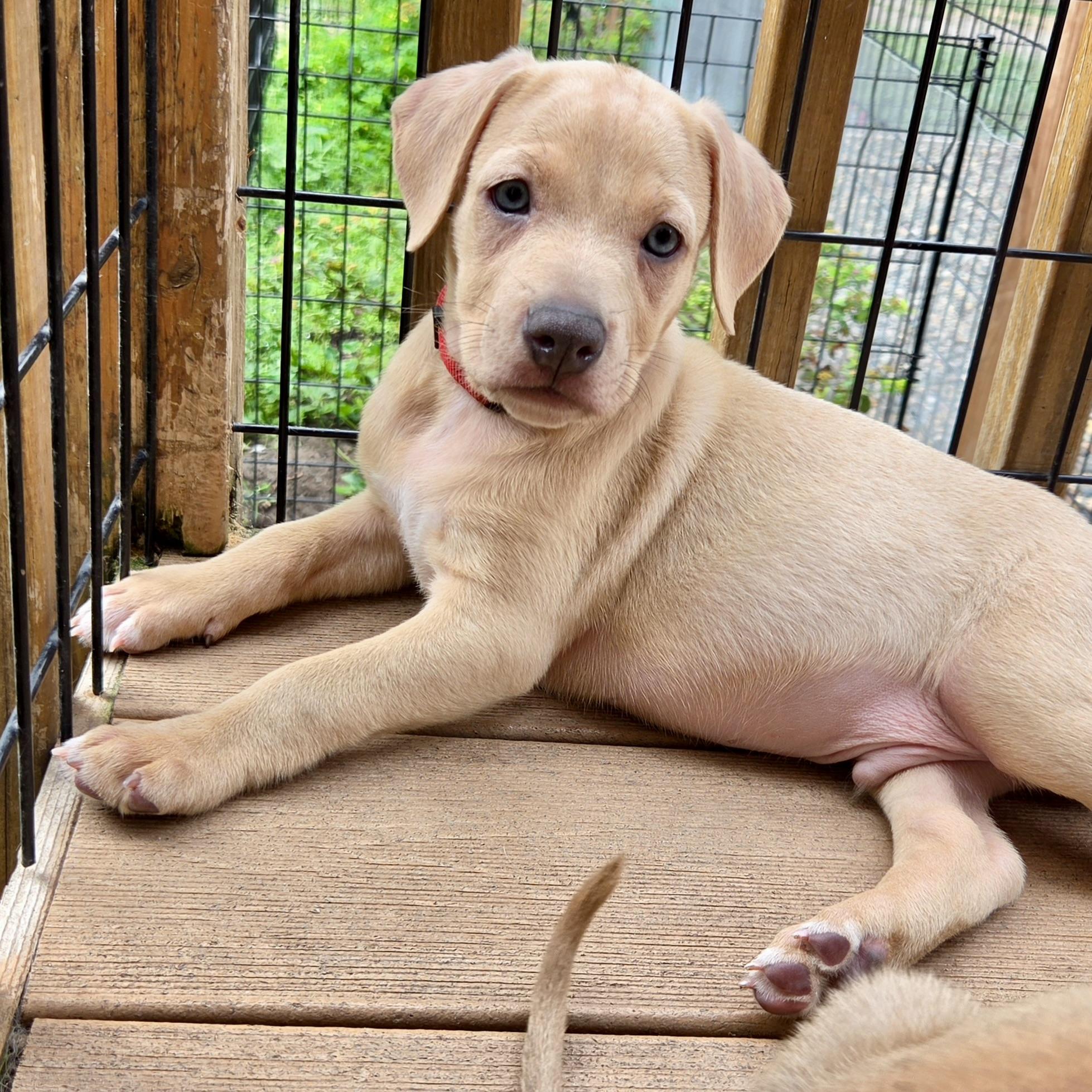 Enlarge Davis Bowie, a ADOPTABLE mixed breed in Prior Lake, MN image 5/5