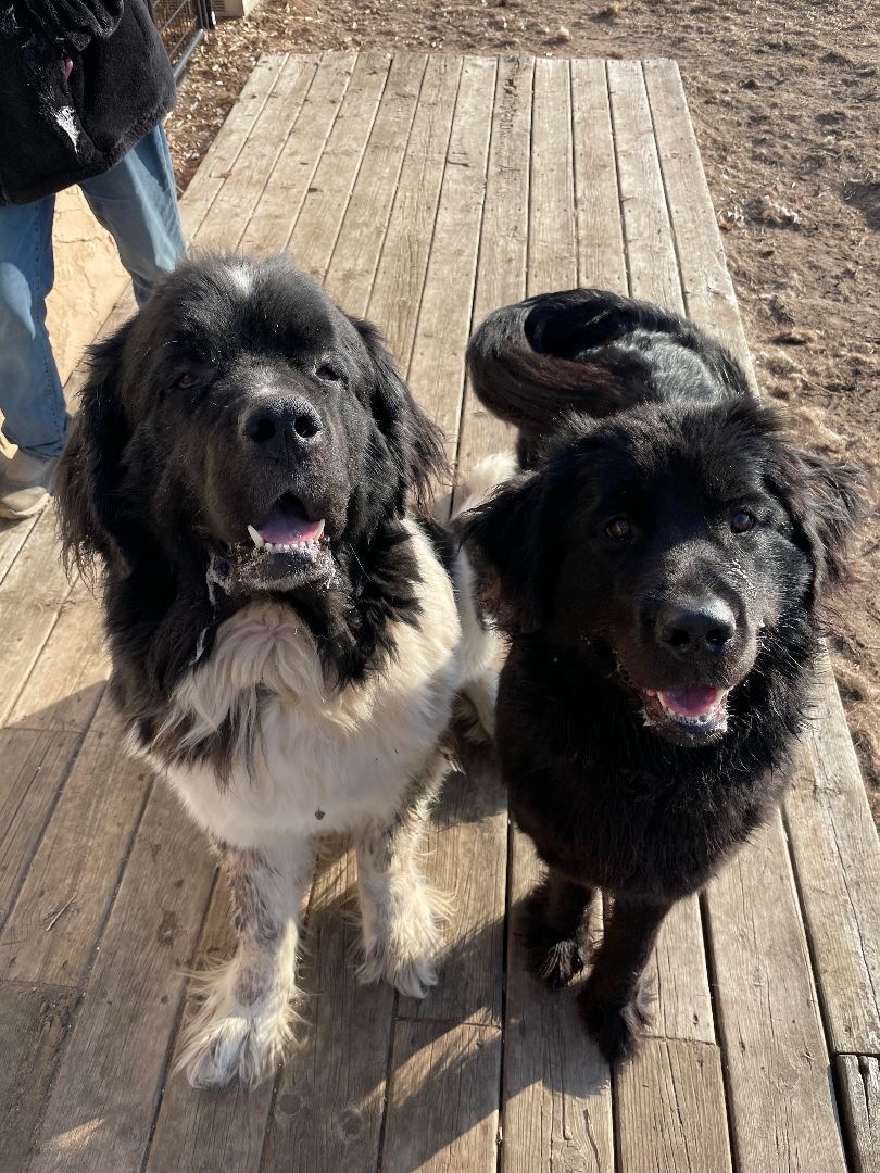 Sherman, a Adoptable Newfoundland Dog in North Branch, MN image 1/11
