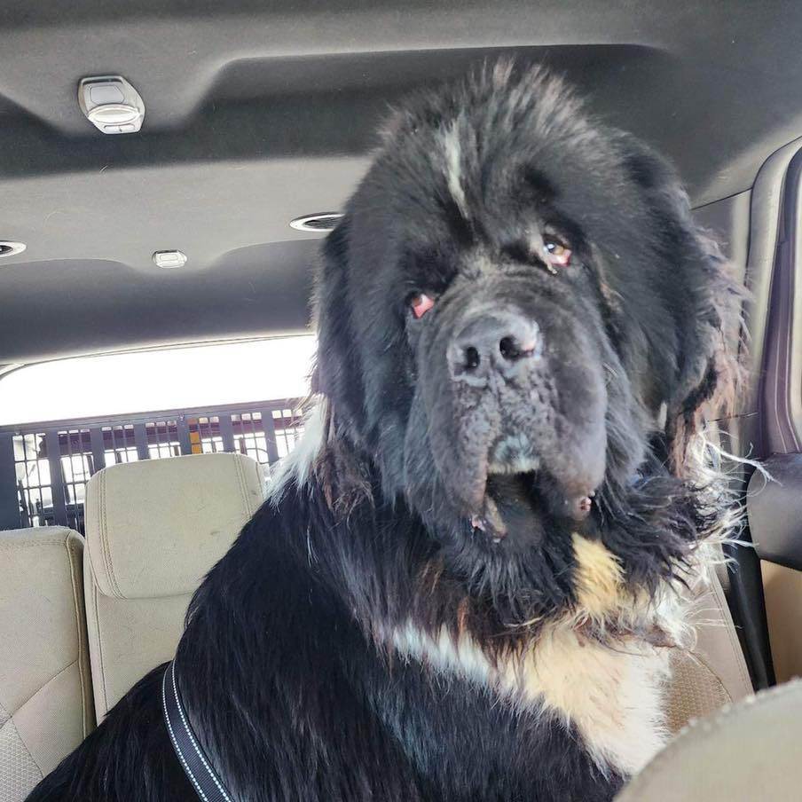 Sherman, Adoptable, Adult Male Newfoundland Dog.