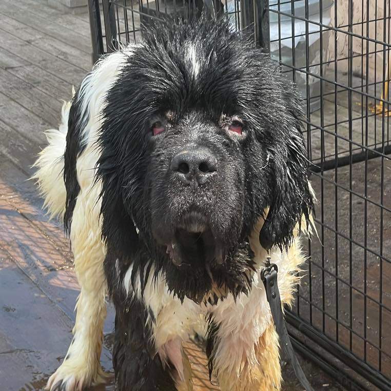 Sherman, an adoptable Newfoundland Dog in North Branch, MN, 55056 | Photo Image 2
