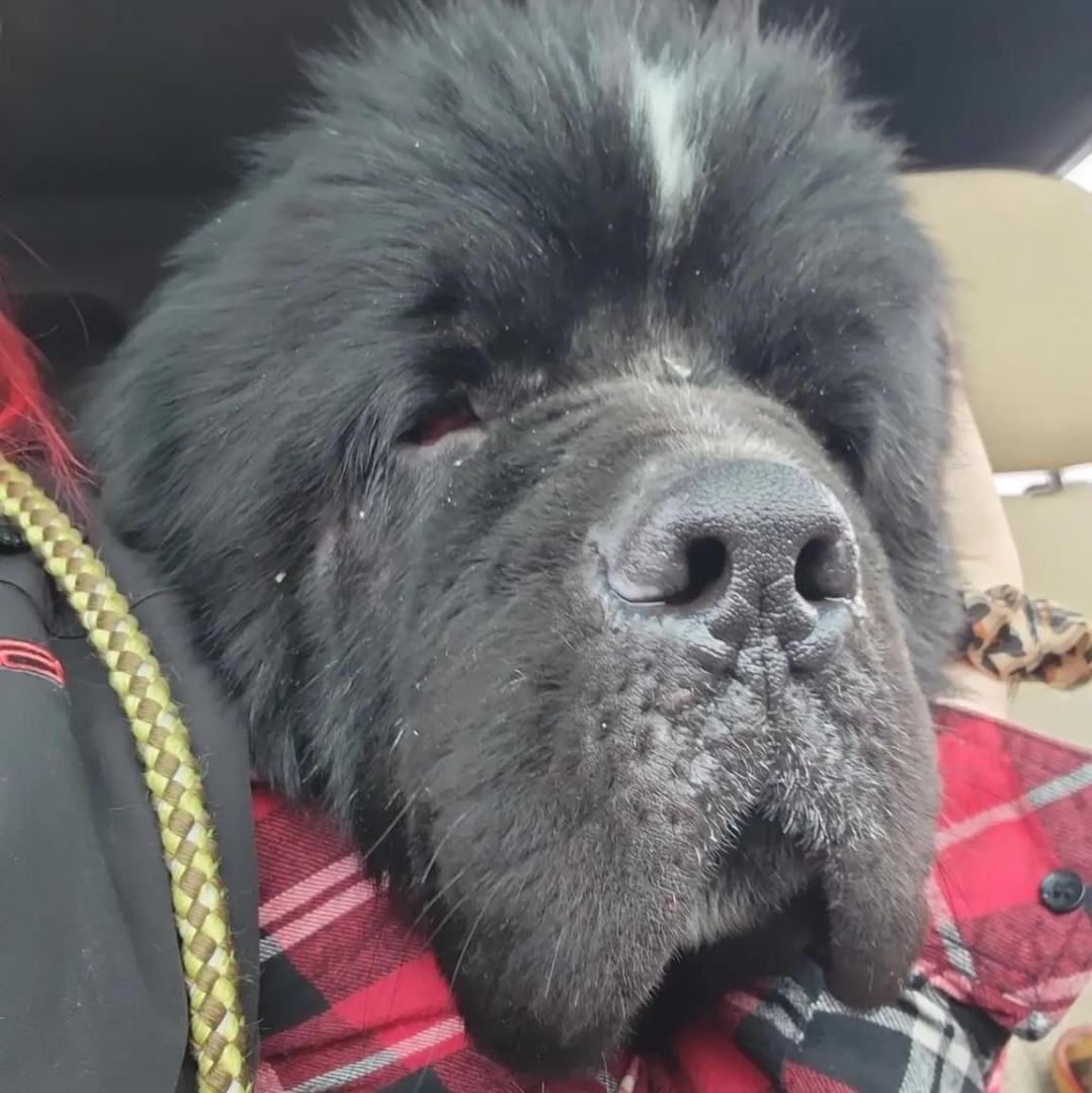 Sherman, a Adoptable Newfoundland Dog in North Branch, MN image 5/11