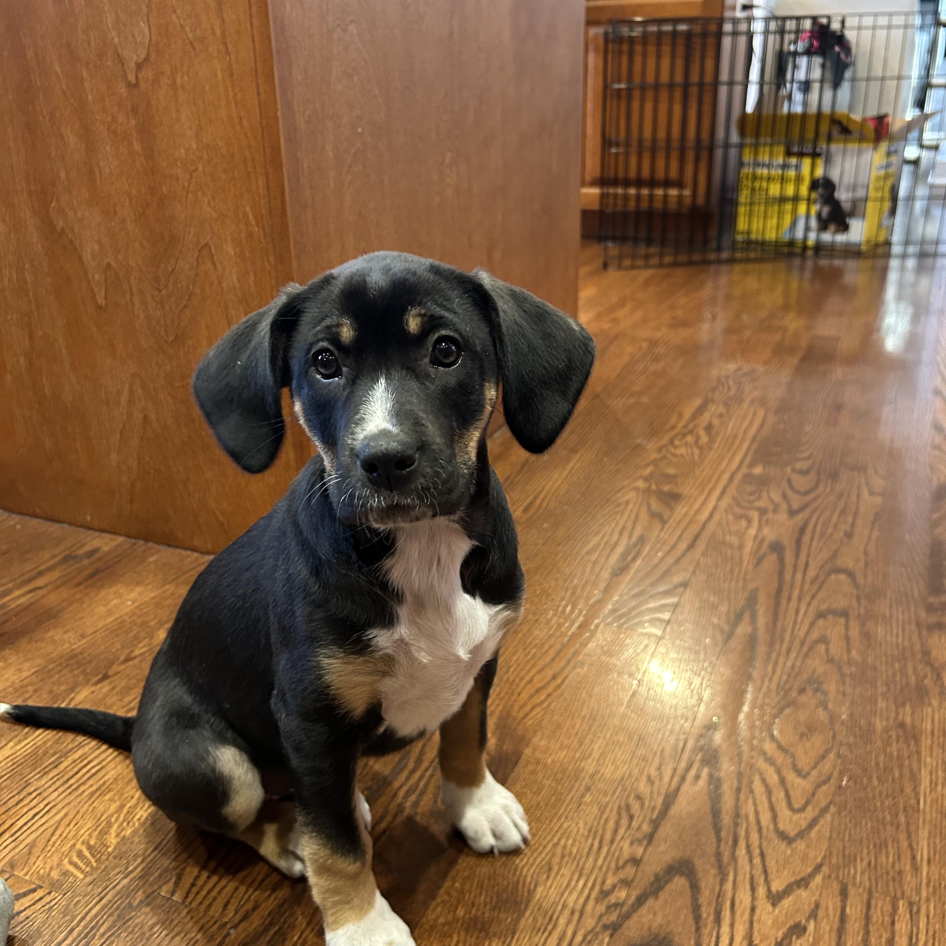 Enlarge Phoebe, an adopted mixed breed in Geneva, IL image 3/5
