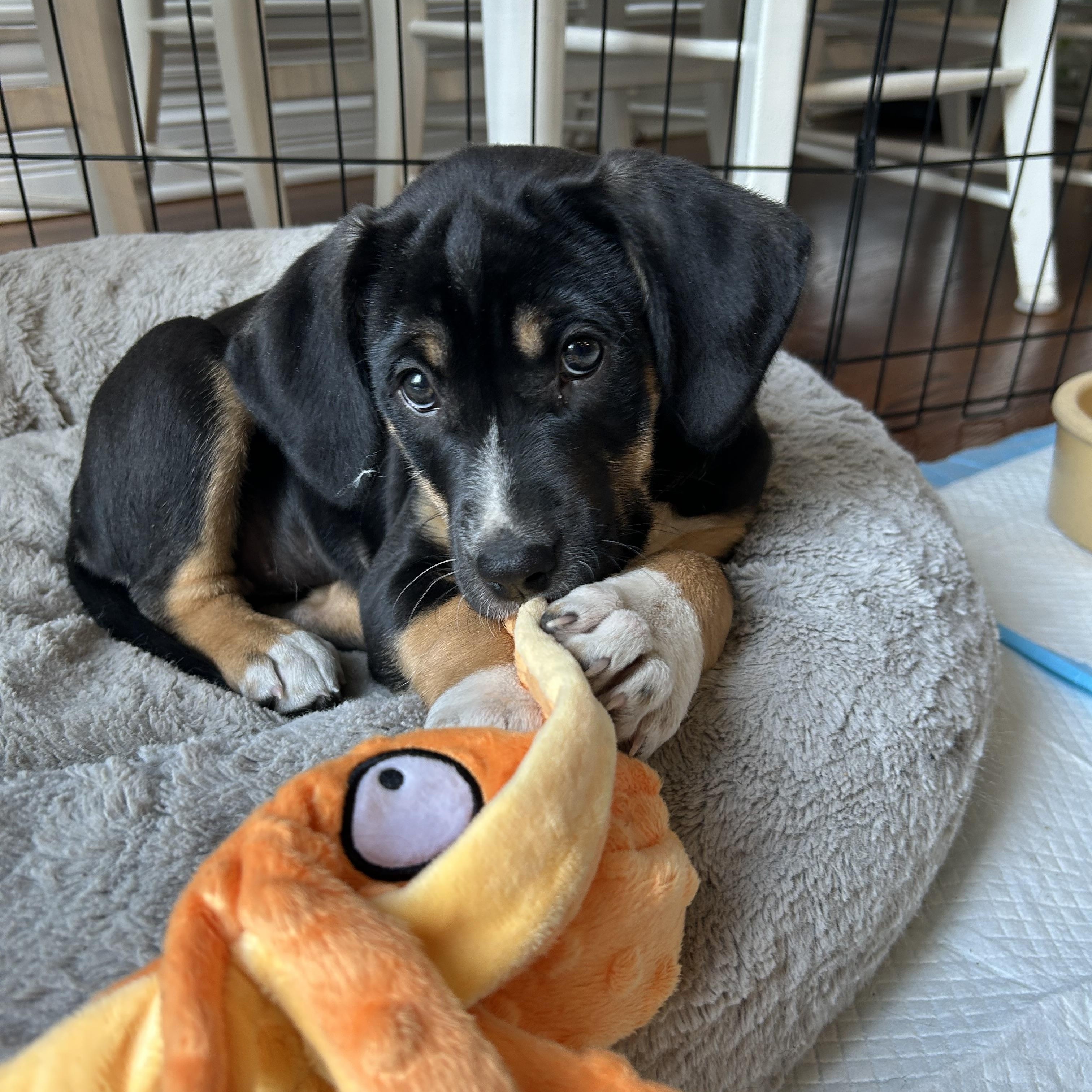 Enlarge Phoebe, an adopted mixed breed in Geneva, IL image 2/5