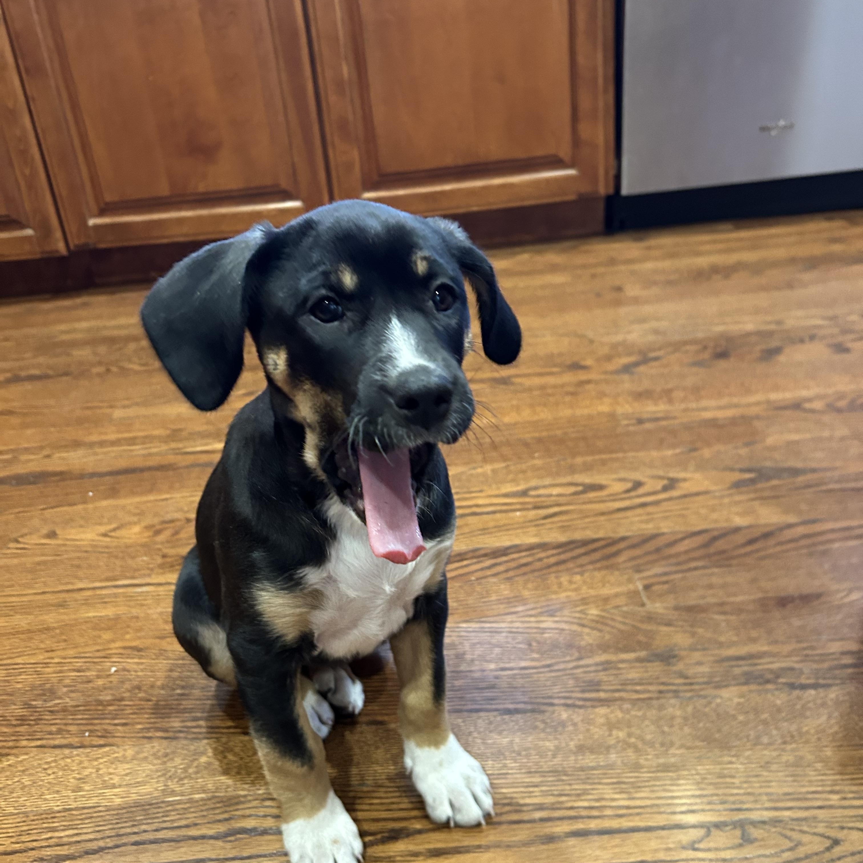 Phoebe, adopted, Puppy Female Labrador Retriever & Australian Shepherd.