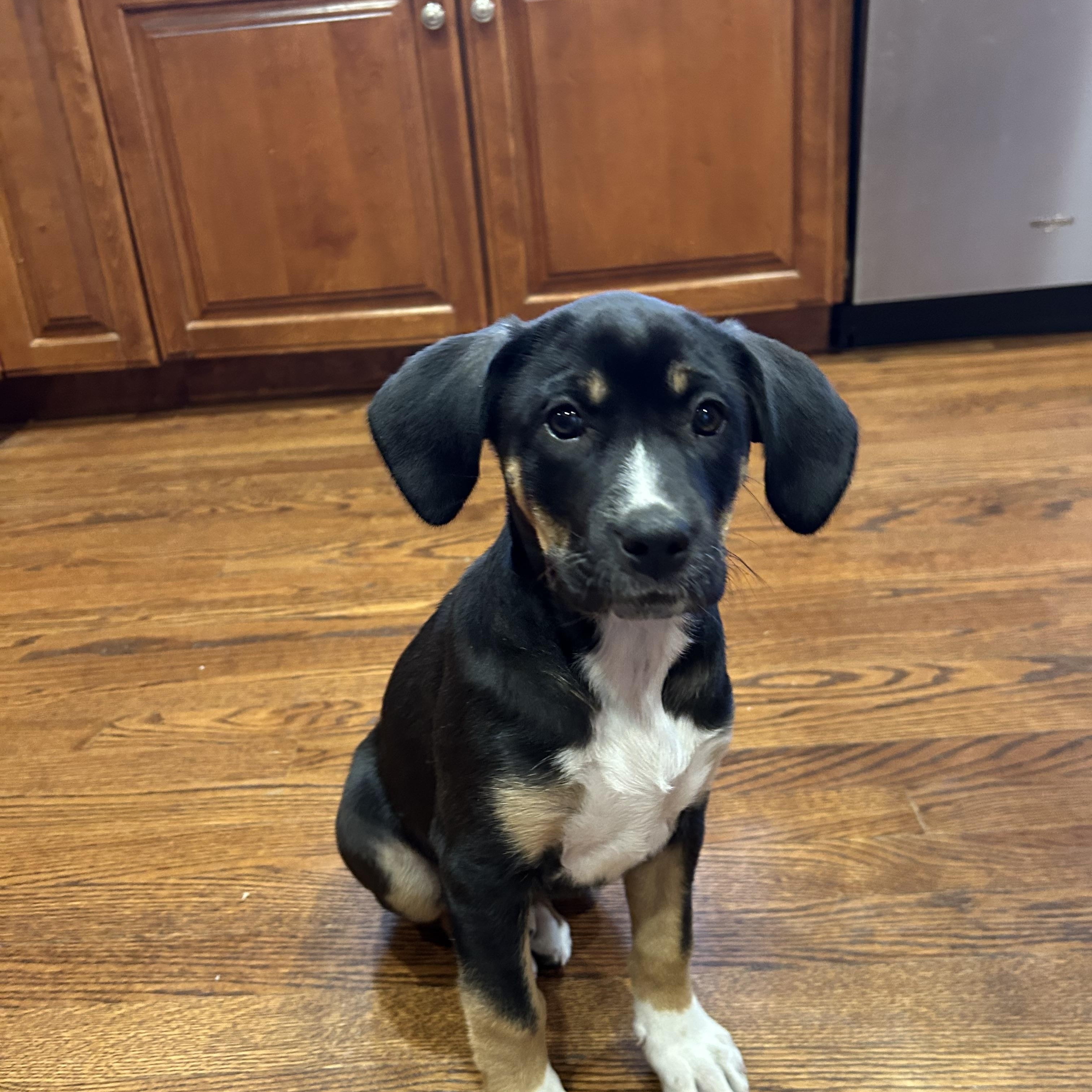 Enlarge Phoebe, an adopted mixed breed in Geneva, IL image 4/5