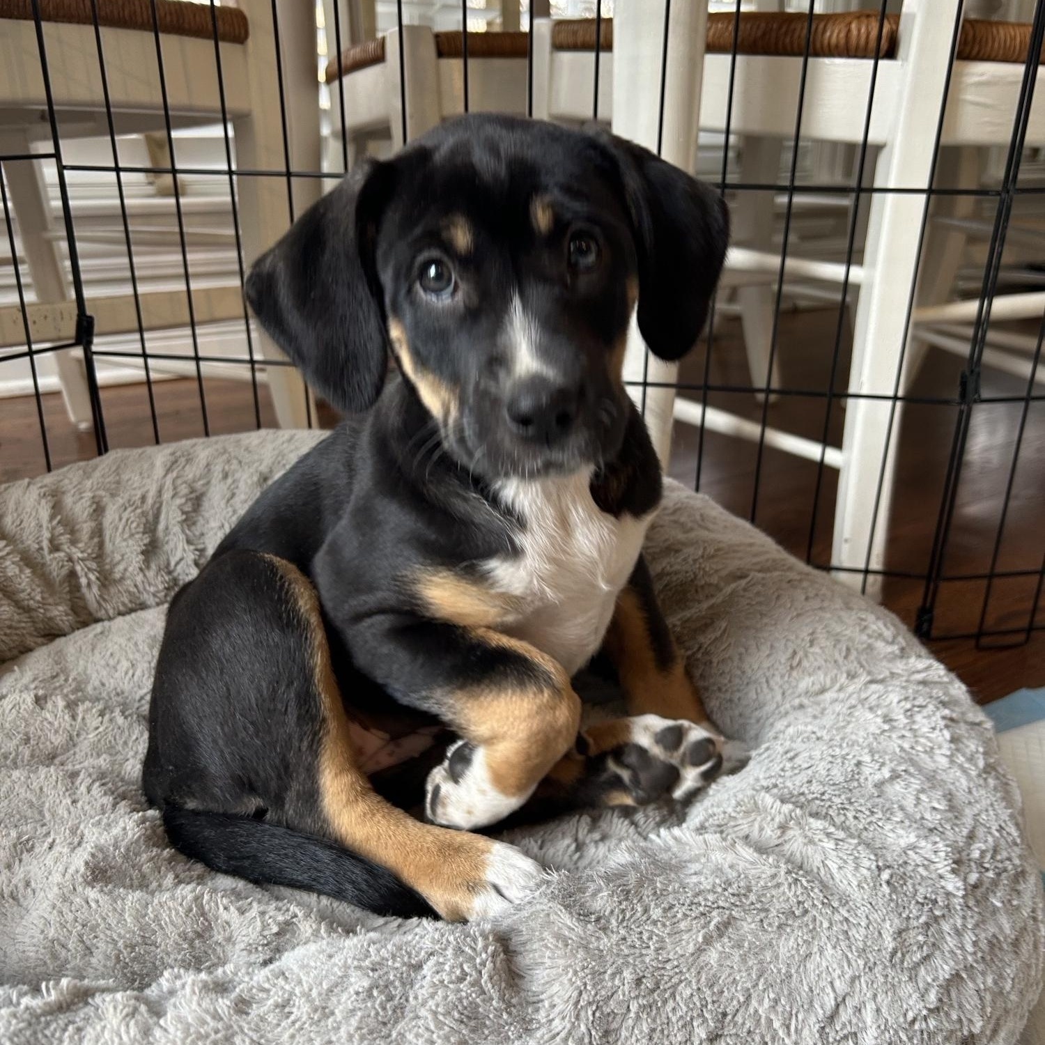 Enlarge Phoebe, an adopted mixed breed in Geneva, IL image 5/5