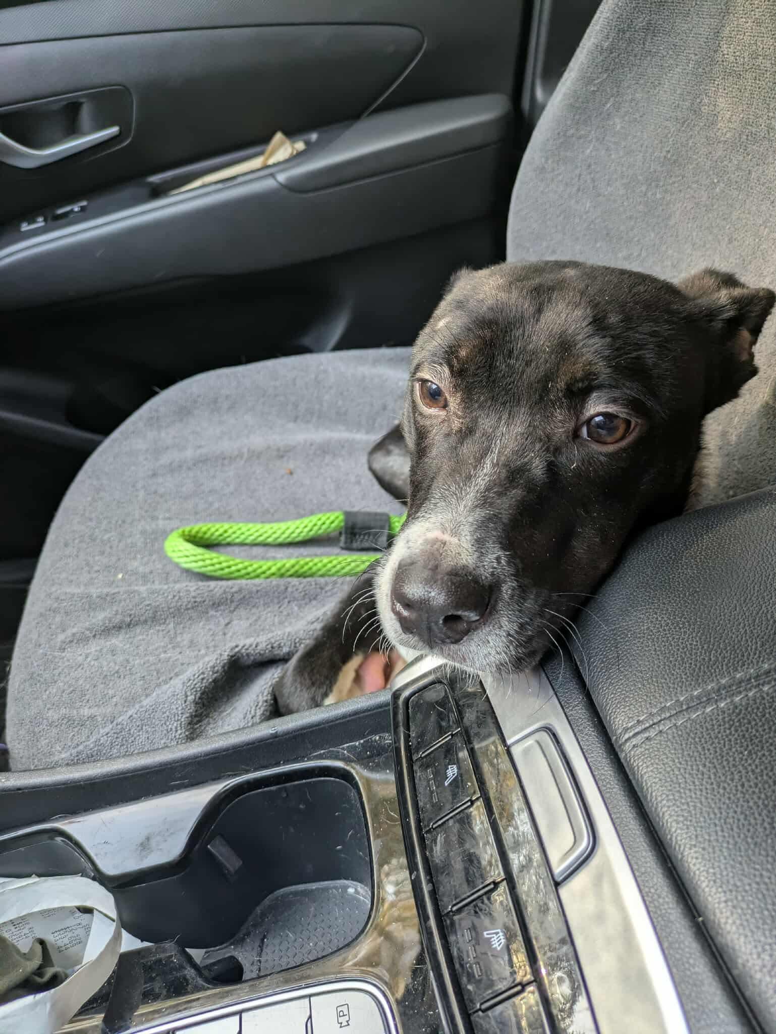 Enlarge Goku, a Adoptable mixed breed in Crystal Lake, IL image 2/6