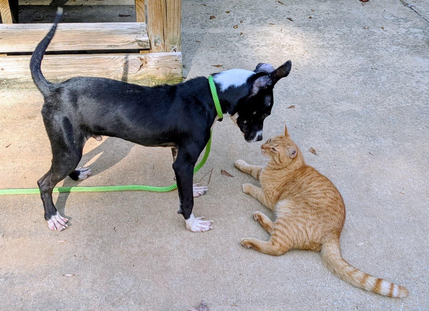 Enlarge Goku, a Adoptable mixed breed in Crystal Lake, IL image 5/6