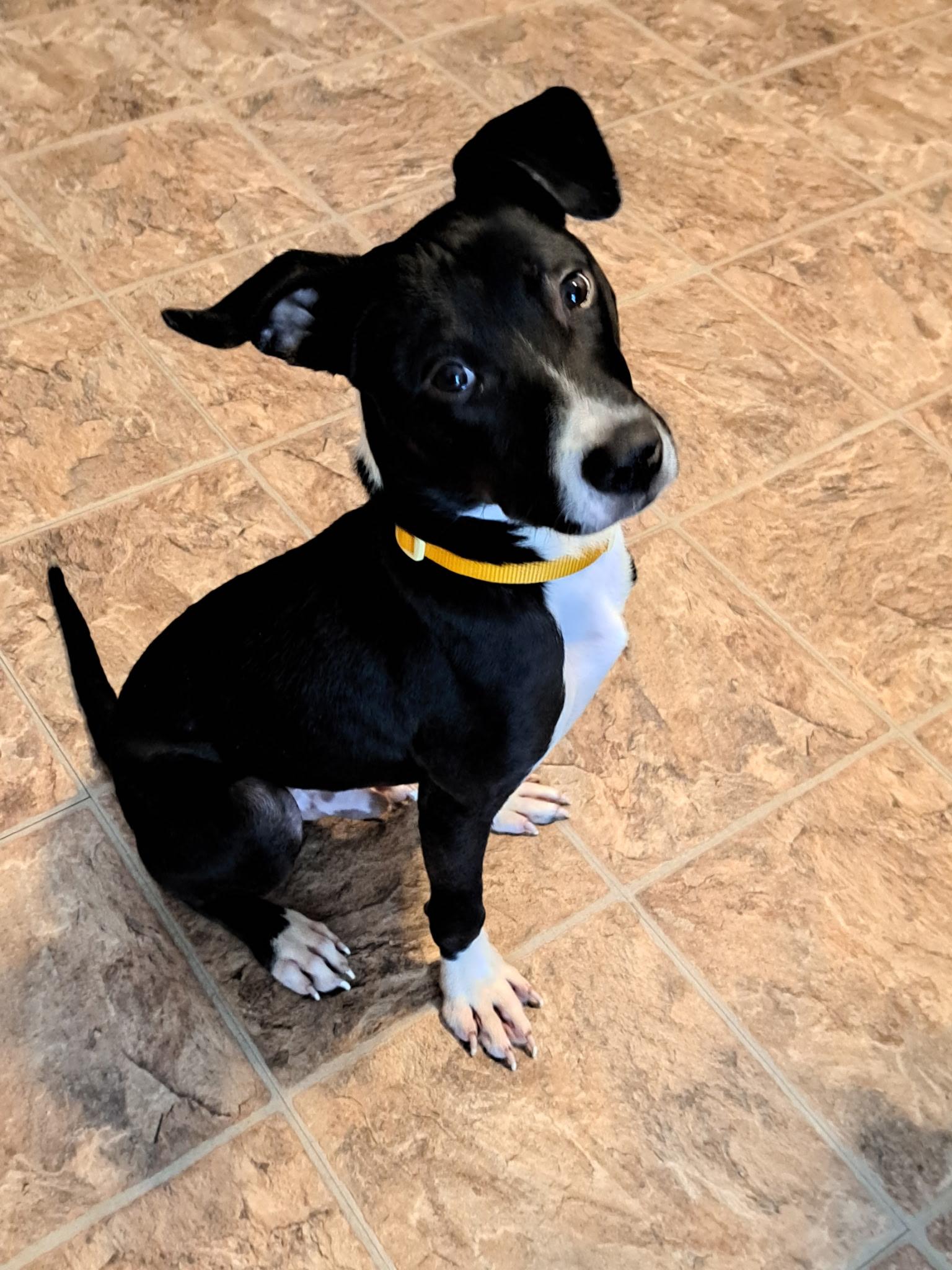 Enlarge Goku, a Adoptable mixed breed in Crystal Lake, IL image 6/6