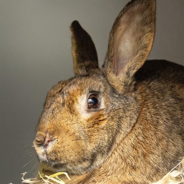 Enlarge BORSCHT, a Adoptable Chinchilla in St. Louis, MO image 1/1