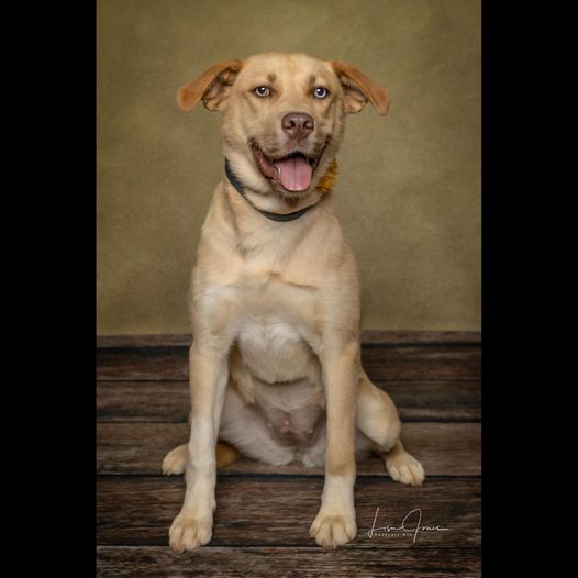 Buttercup, a Adoptable Husky in Cullman, AL image 1/3