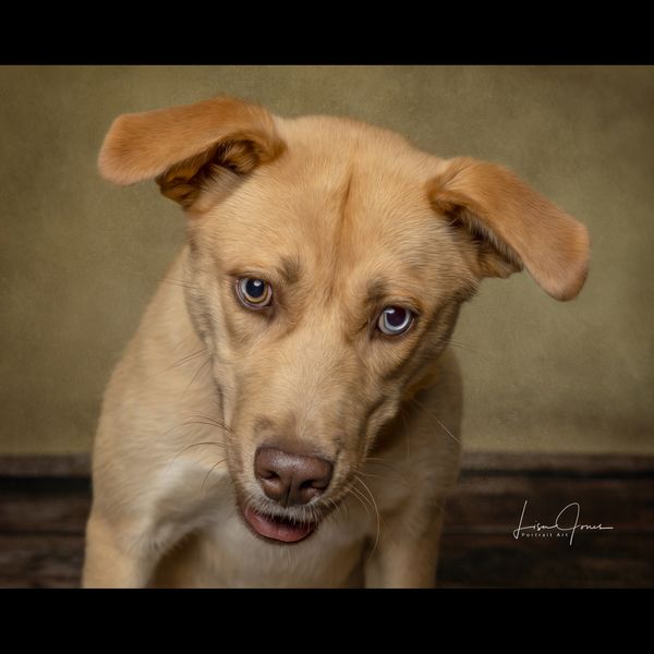 Buttercup, a Adoptable Husky in Cullman, AL image 2/3