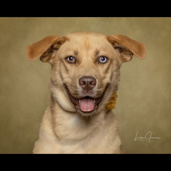 Buttercup, a Adoptable Husky in Cullman, AL image 3/3