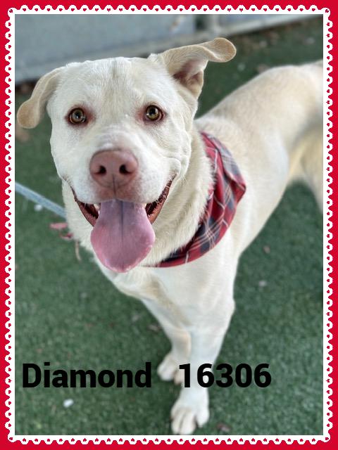 DIAMOND, Adoptable, Adult Male Labrador Retriever.