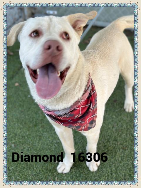 DIAMOND, a Adoptable mixed breed in Marietta, GA image 2/4