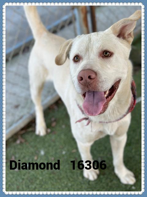 DIAMOND, a Adoptable mixed breed in Marietta, GA image 4/4