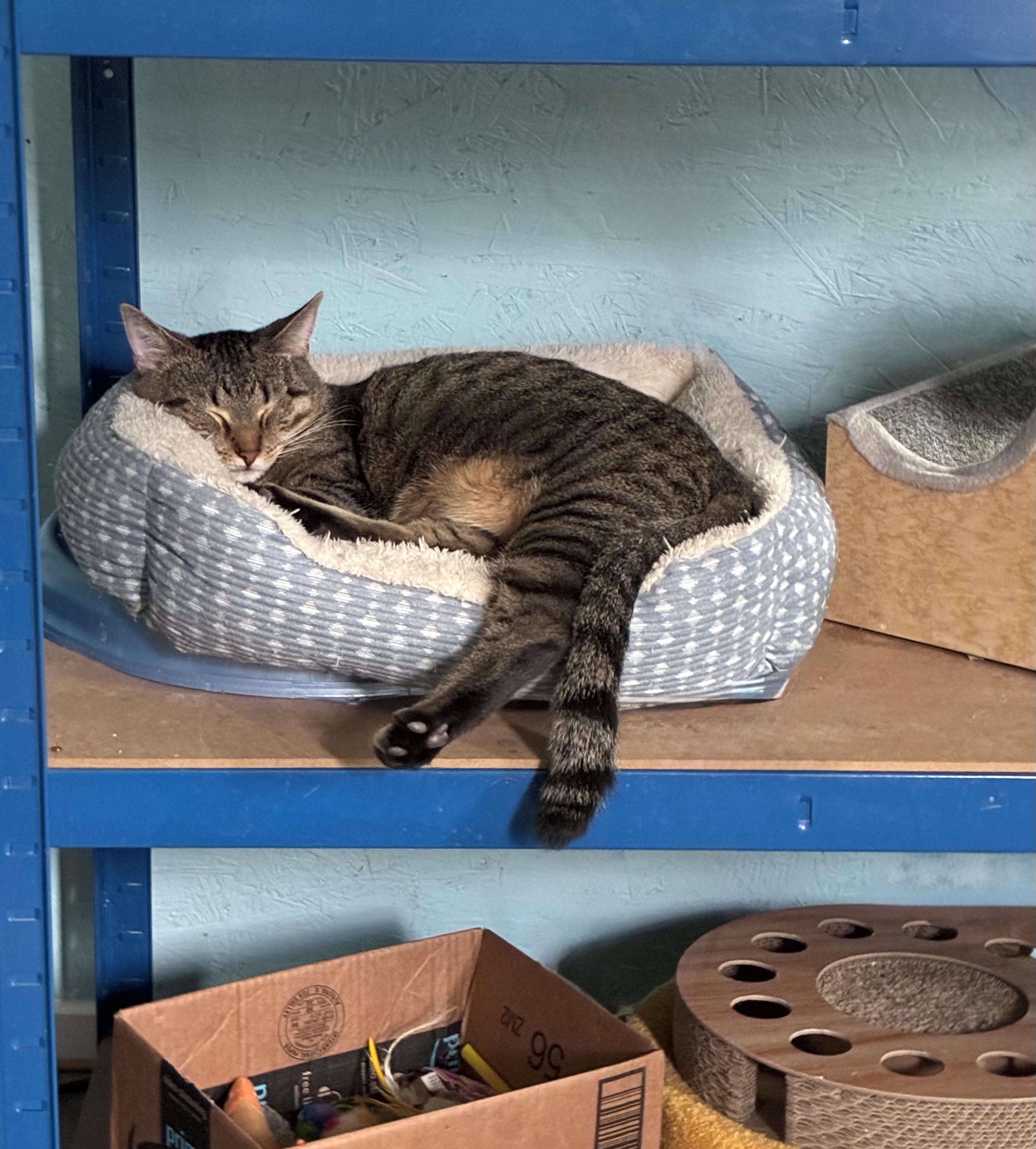 Nevermore, Adoptable, Young Male Tabby.