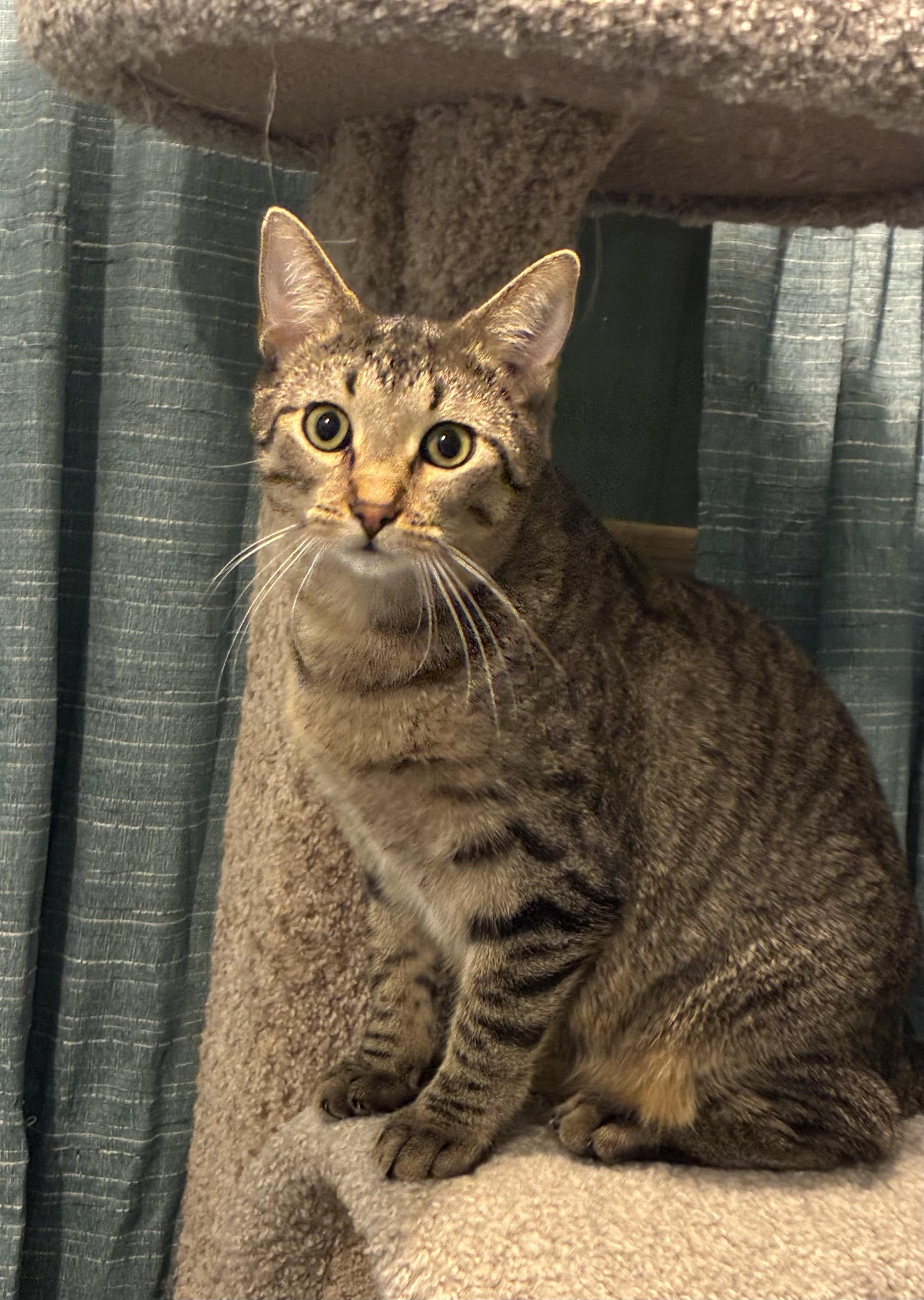 Nevermore, a Adoptable Tabby in Hatley, WI image 2/2