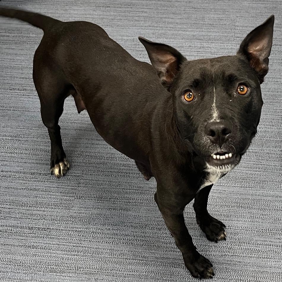 Enlarge Lucy Wonderful Adult Girl Loving Companion. what a precious face, a Adoptable mixed breed in Richmond, VA image 2/4