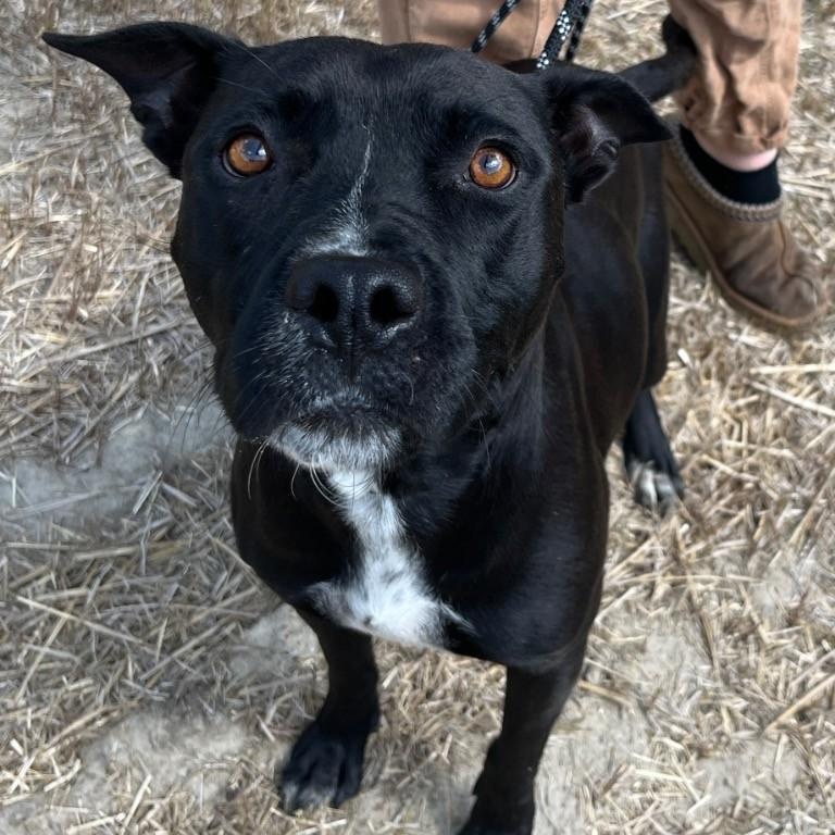 Enlarge Lucy Wonderful Adult Girl Loving Companion. what a precious face, a Adoptable mixed breed in Richmond, VA image 1/4