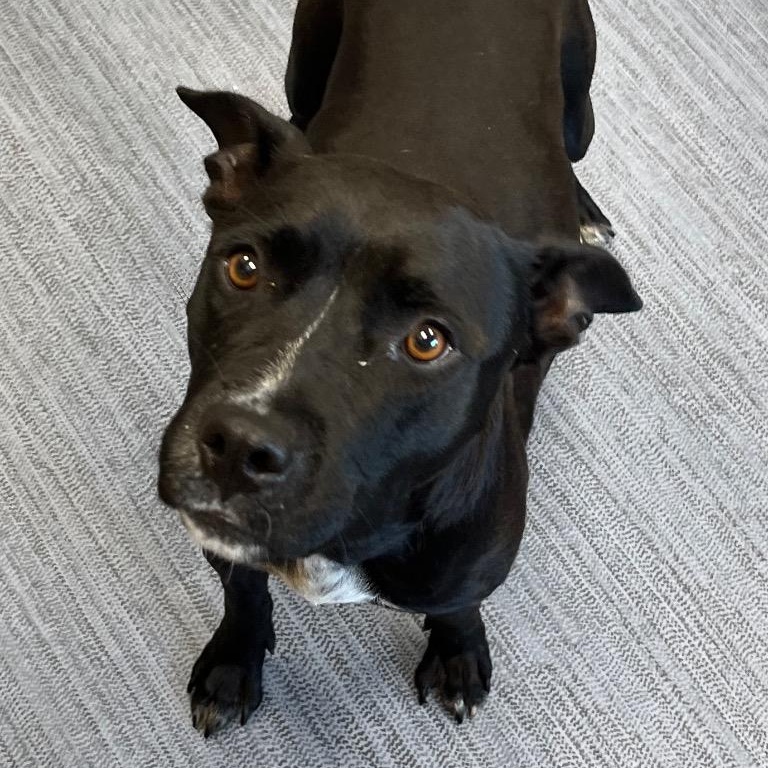 Enlarge Lucy Wonderful Adult Girl Loving Companion. what a precious face, a Adoptable mixed breed in Richmond, VA image 3/4