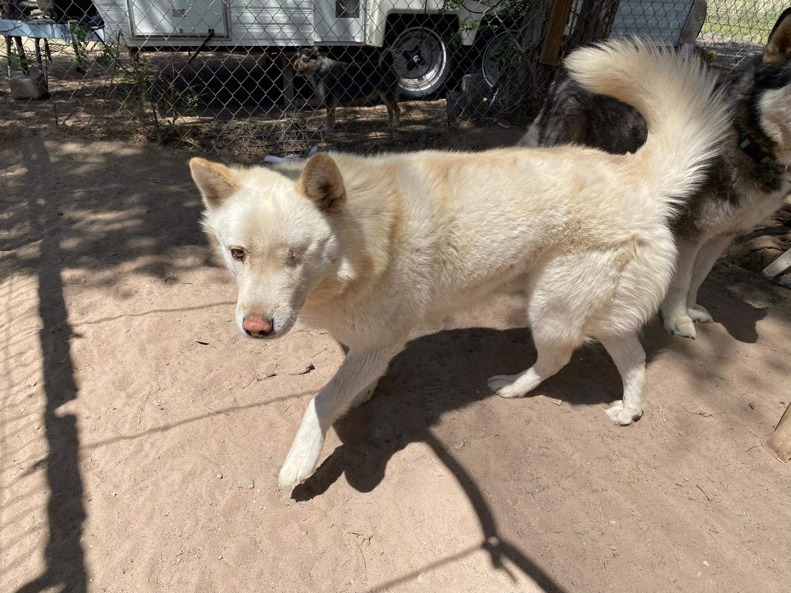 Chase, Adoptable, Adult Male Siberian Husky.