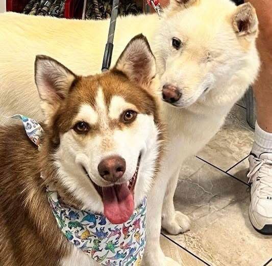 Chase, a Adoptable Siberian Husky in Cedar Crest, NM image 2/3