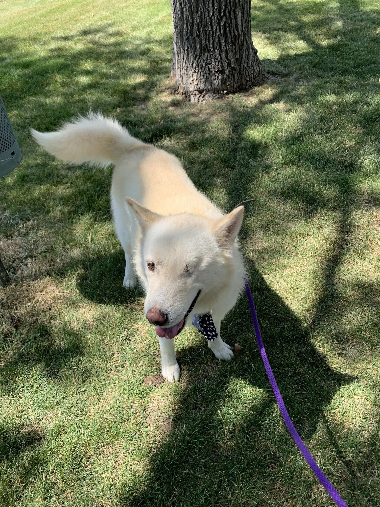 Chase, a Adoptable Siberian Husky in Cedar Crest, NM image 3/3