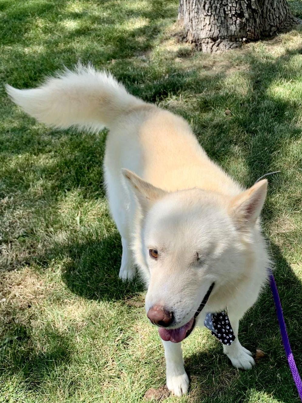 Enlarge Chase, a Adoptable Siberian Husky in Cedar Crest, NM image 3/3