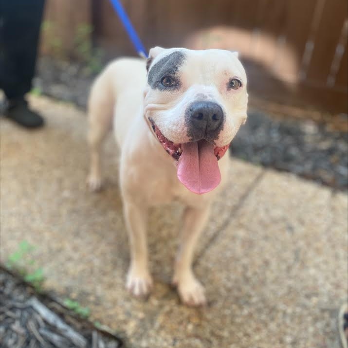Dog for adoption Pixie, a Pit Bull Terrier Mix in Independence, OH
