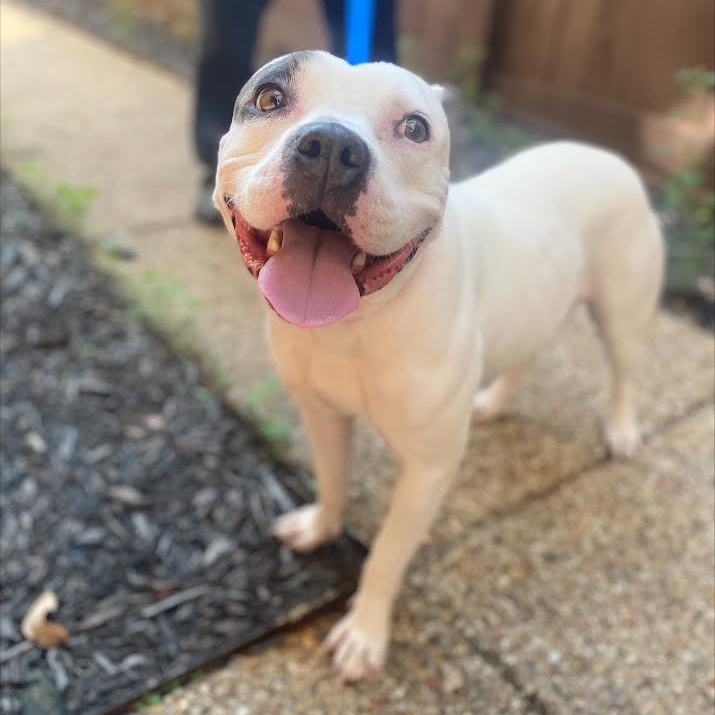 Dog for adoption Pixie, a Pit Bull Terrier Mix in Independence, OH