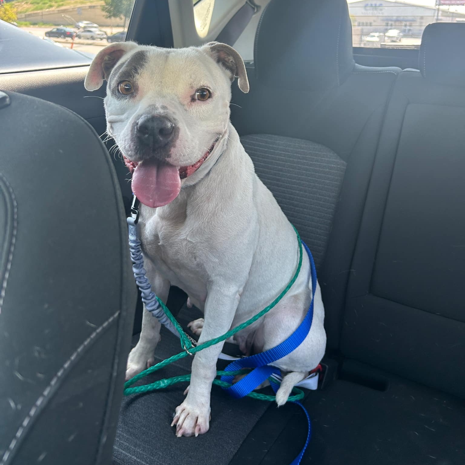 Dog for adoption Pixie, a Pit Bull Terrier Mix in Independence, OH