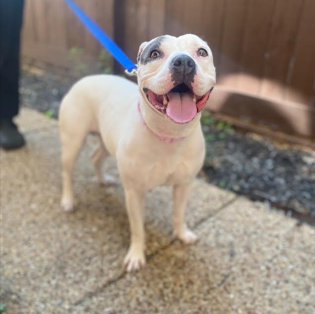 Dog for adoption Pixie, a Pit Bull Terrier Mix in Independence, OH