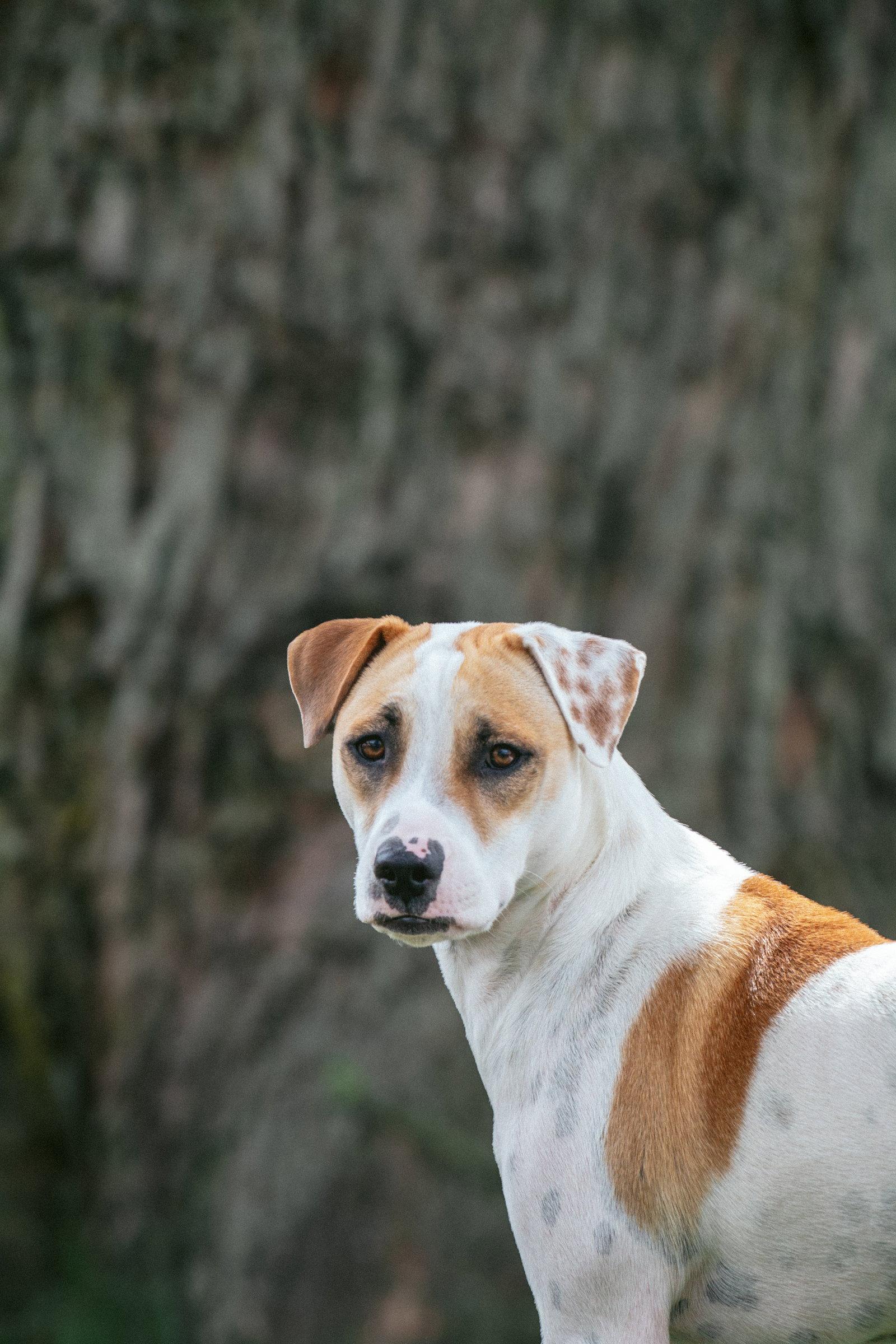 Enlarge Apache - Little Trooper, a Adoptable mixed breed in Oakhurst, NJ image 1/3
