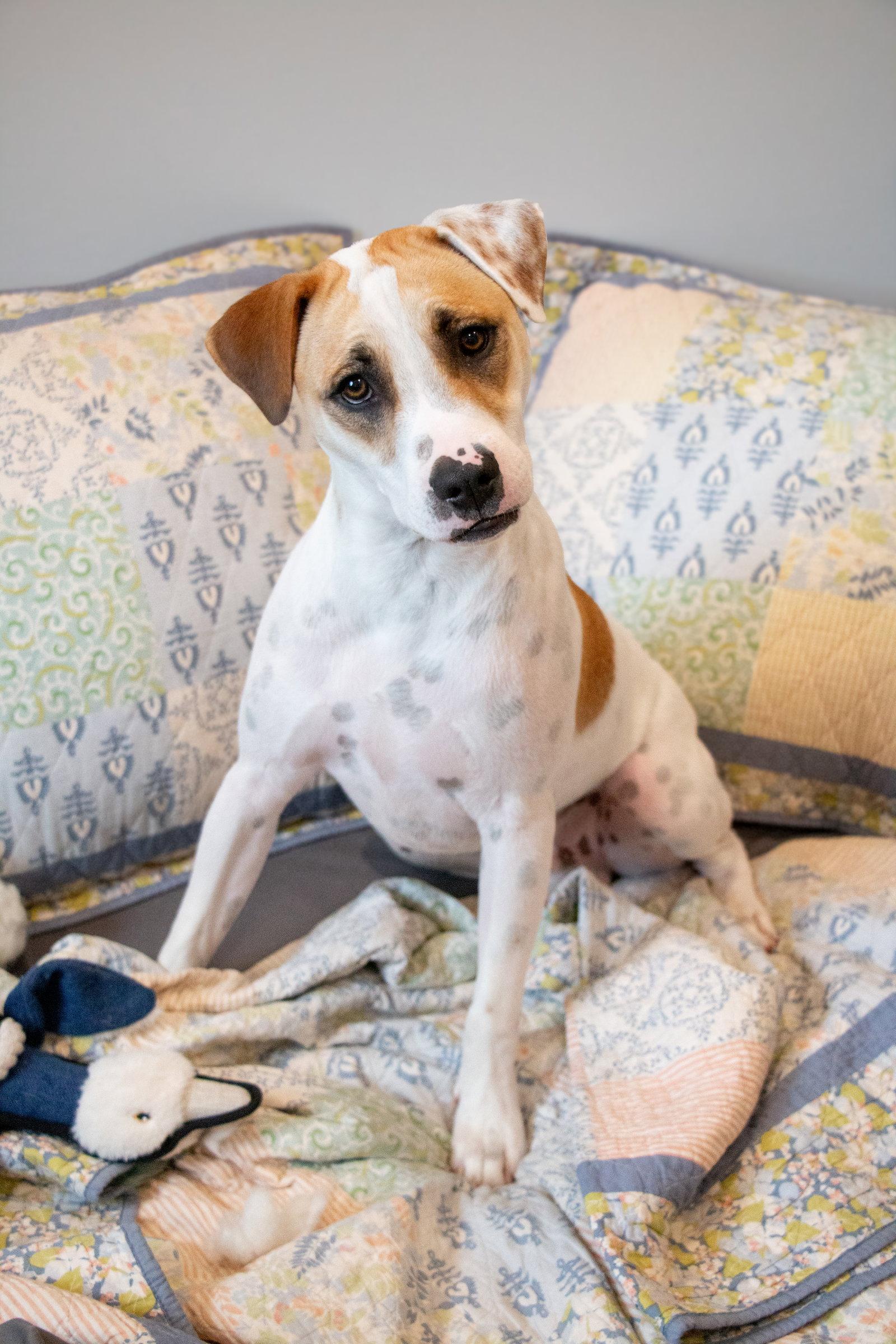 Enlarge Apache - Little Trooper, a Adoptable mixed breed in Oakhurst, NJ image 2/3