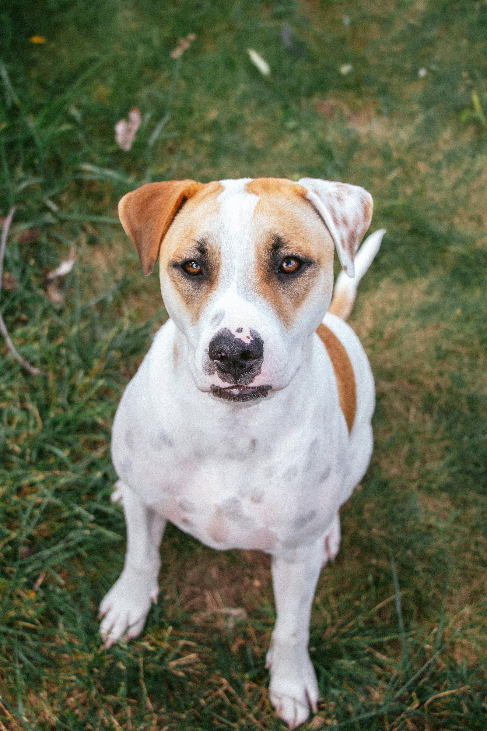 Enlarge Apache - Little Trooper, a Adoptable mixed breed in Oakhurst, NJ image 3/3