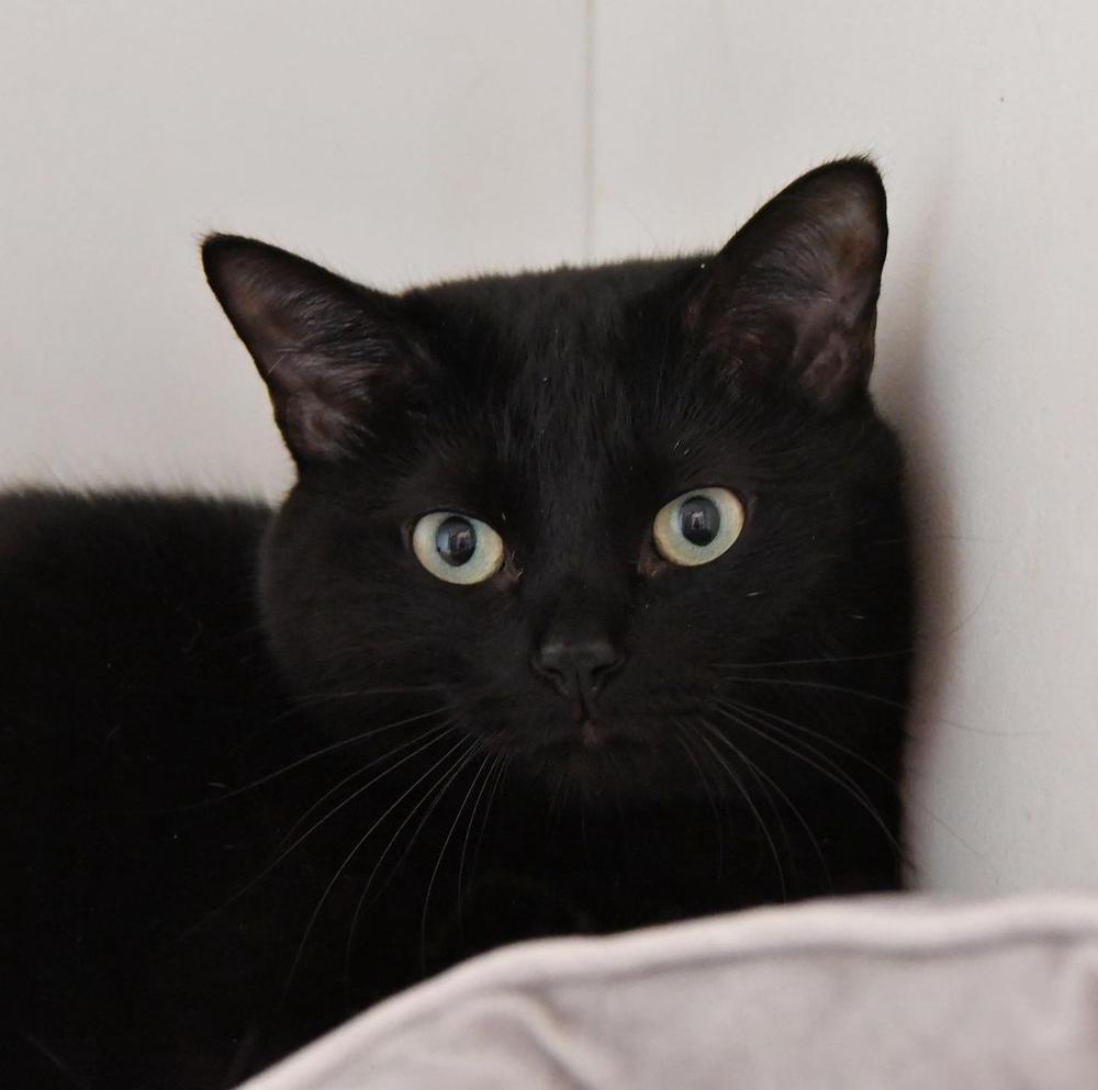 Enlarge Kiki, a Adoptable mixed breed in Dallas, TX image 1/1