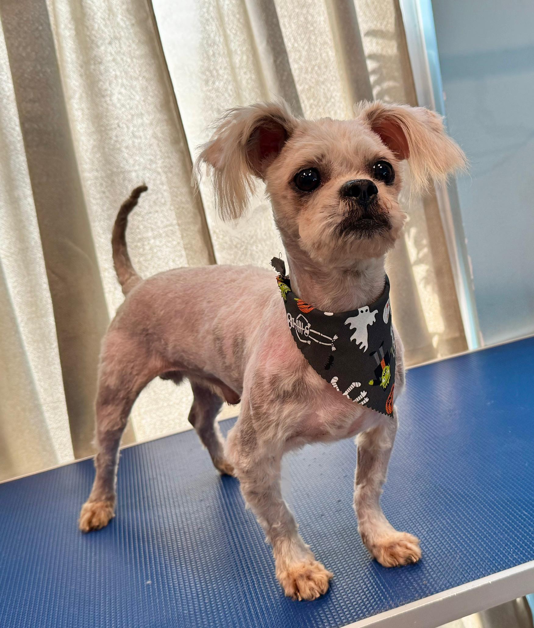 Enlarge Tyson, an adoptable mixed breed in Stockbridge, GA image 2/6